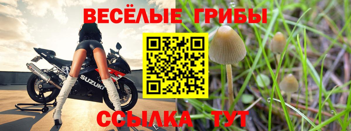 Псилоцибиновые грибы Cubensis Ступино